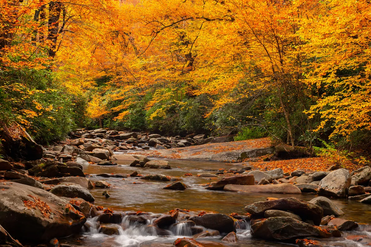 A tranquil scene featuring a flowing stream surrounded by colorful autumn foliage and natural rock formations. The composition evokes the beauty and serenity of the Great Smoky Mountains, inviting viewers to imagine hiking, meditating, or observing wildlife in this peaceful landscape.